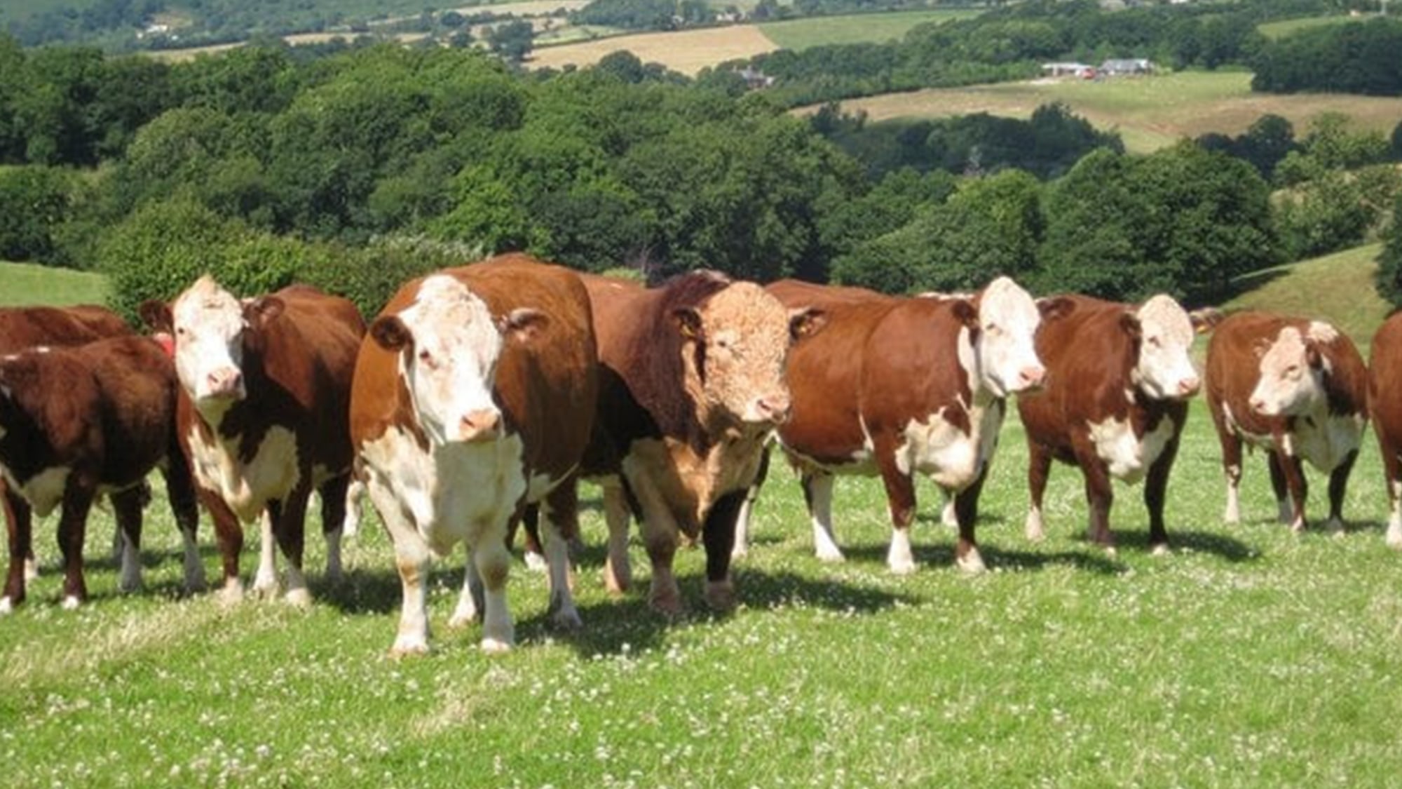 https://res.cloudinary.com/momentum-media-group-pty-ltd/image/upload/v1699588377/Money%20Management/cows-mm_rcrxlt.jpg