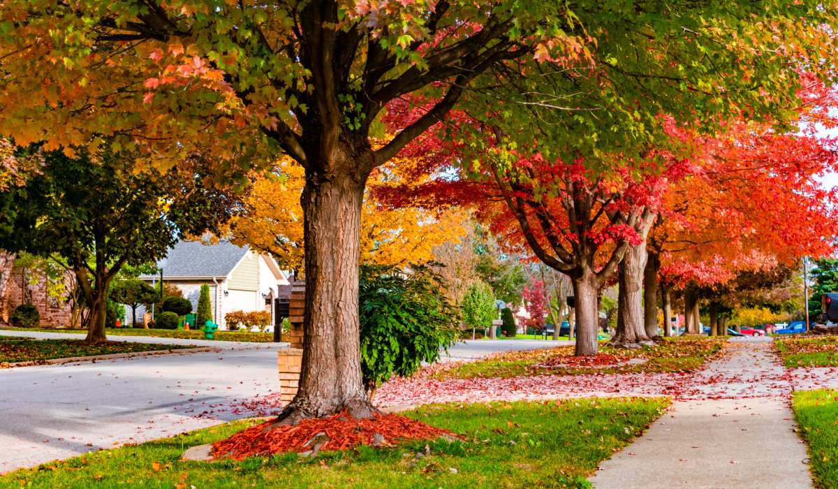 Angus Raine: Autumn buyers must act fast - Vimarsana News