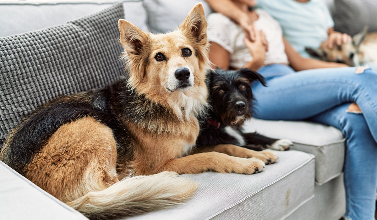 Tasmania puts pets front-and-centre of new rental proposals - Smart ...