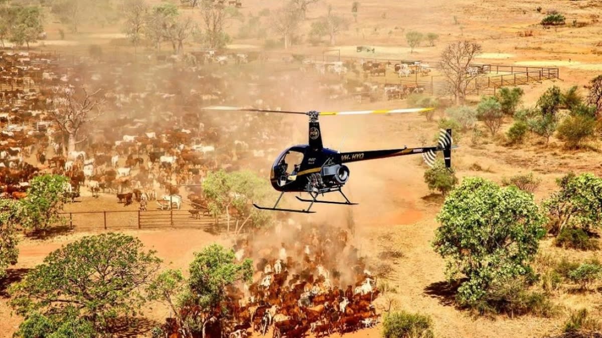 R22 pilots did not see each other before fatal mid-air crash: ATSB ...