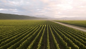 Air New Zealand launches wine label to mark historic trans-Tasman route