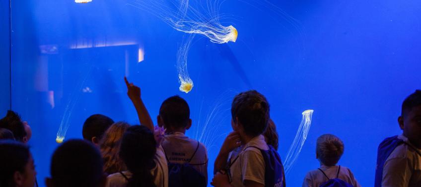 lead image for 25 Insider Tips to Visiting the Georgia Aquarium with Kids