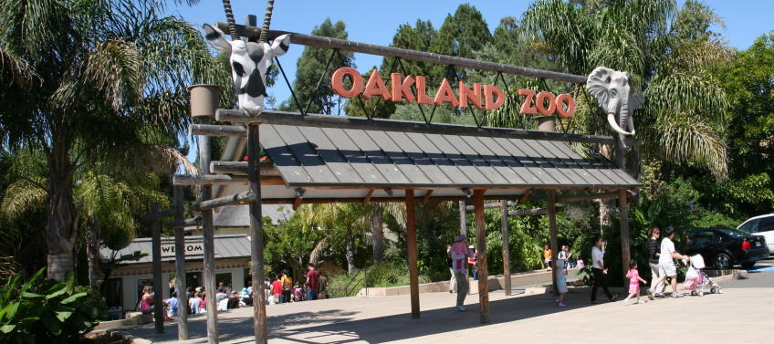 Oakland Zoo - The Oakland Athletics are here for their