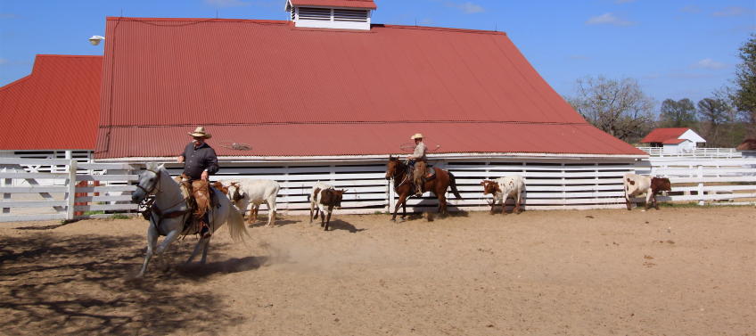 lead image for 6 Farms and Ranches to Visit Near Houston