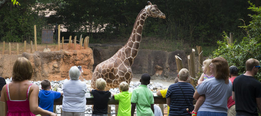 Family-Friendly Guide to Visiting the Zoo Atlanta - Mommy Nearest