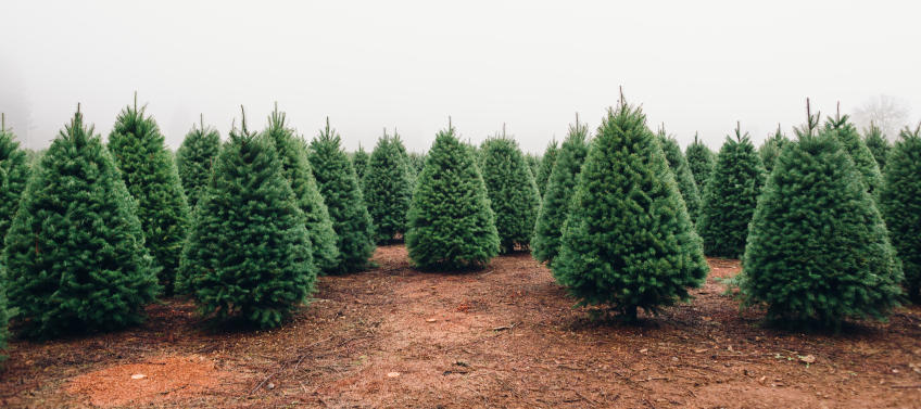 christmas tree farm