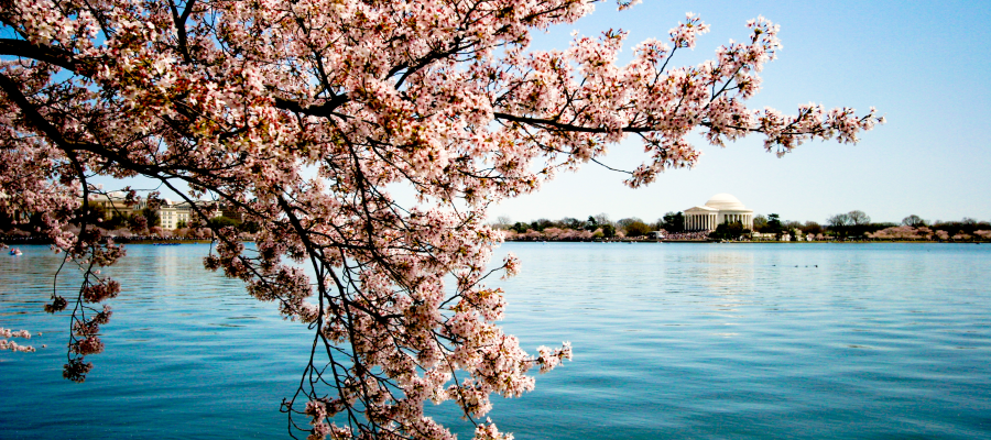 Conserving Cherry Trees - Cherry Blossom Festival (U.S. National