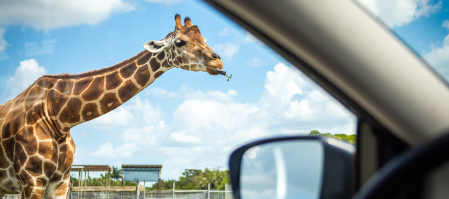 drive through animal park arkansas