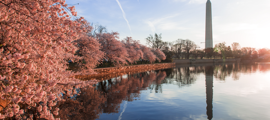 Visiting the Cherry Blossoms in Washington, DC - Momma Wanderlust