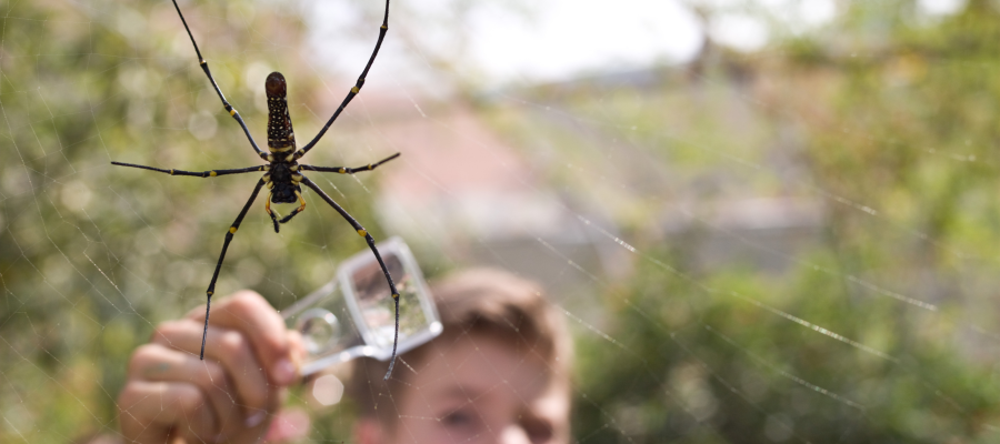 House spider  Natural History Museum