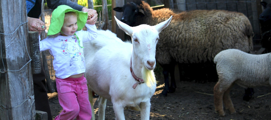 lead image for 5 Family-Friendly Farms and Gardens in the Bay Area