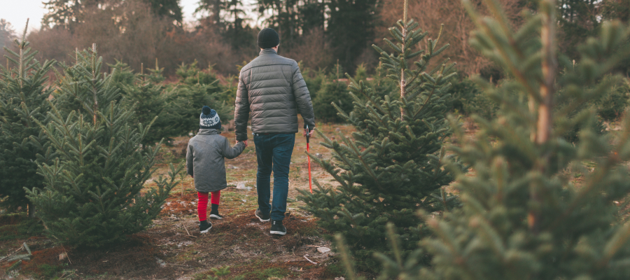 where to cut down a christmas tree near me