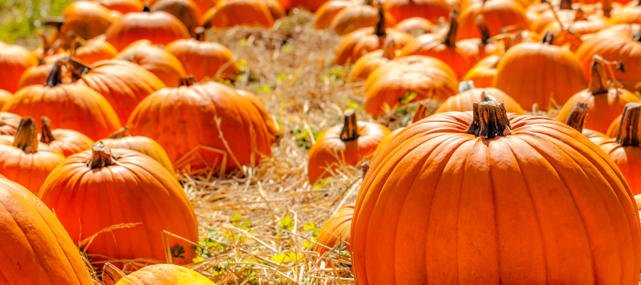 5 Best Pumpkin Patches in the Houston Area - Mommy Nearest