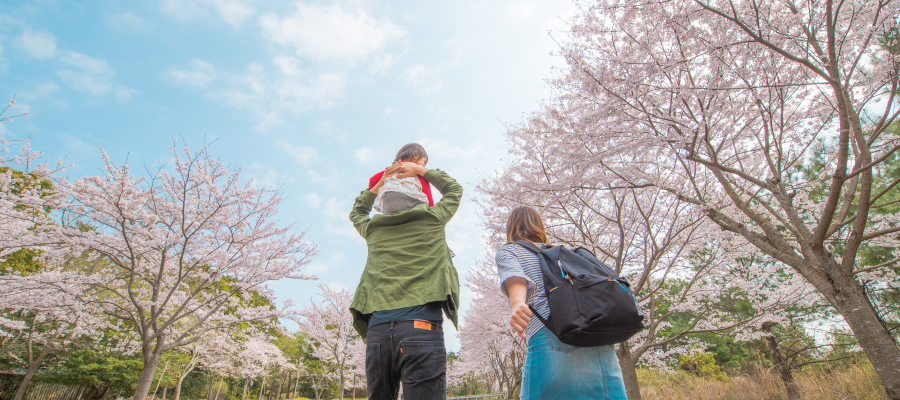 Everything You Need To Know About Philly S Cherry Blossom Fest