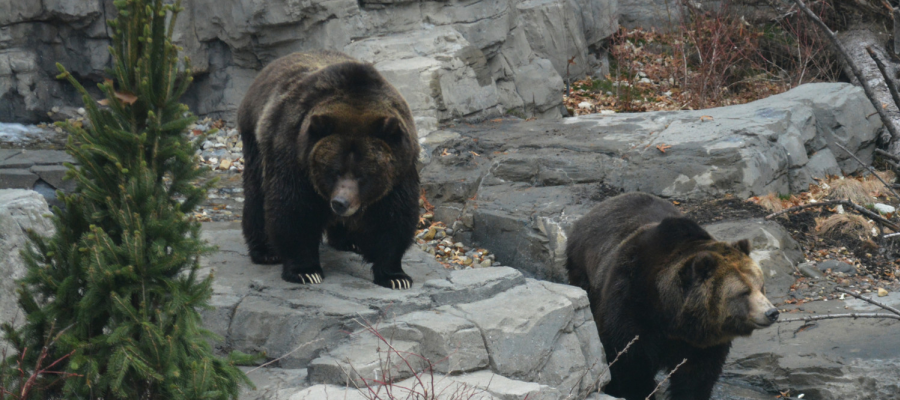 Grizzly Bears at the Central Park Zoo