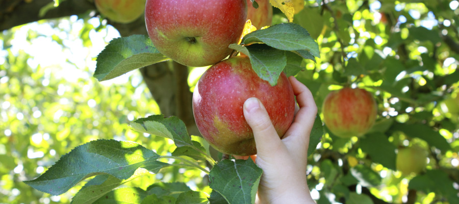 All Seasons Orchard  30 Years of Fall Family Fun