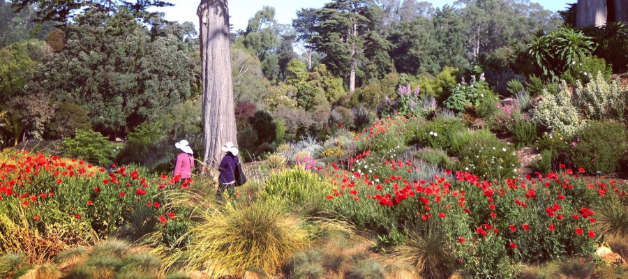 Francisco Events Botanical San Garden