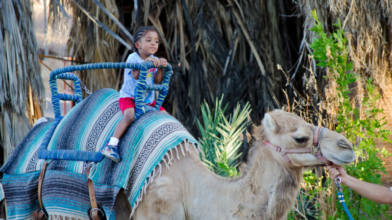 Guide to Visiting the Phoenix Zoo with Kids - Mommy Nearest Guide to Visiting the Phoenix Zoo with Kids - Mommy Nearest