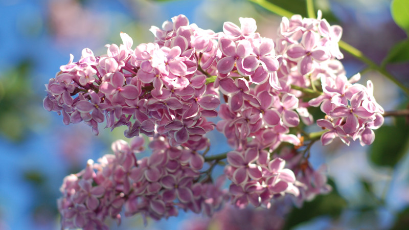 Why You Have to Visit Harvard's Arnold Arboretum - Mommy Nearest