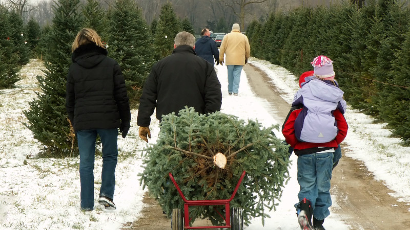 Where To Cut-Your-Own Christmas Tree In The Washington, D.C. Area Christmas Tree Farms - Where To Cut-Your-Own Christmas Tree In The Washington, D.C. Area