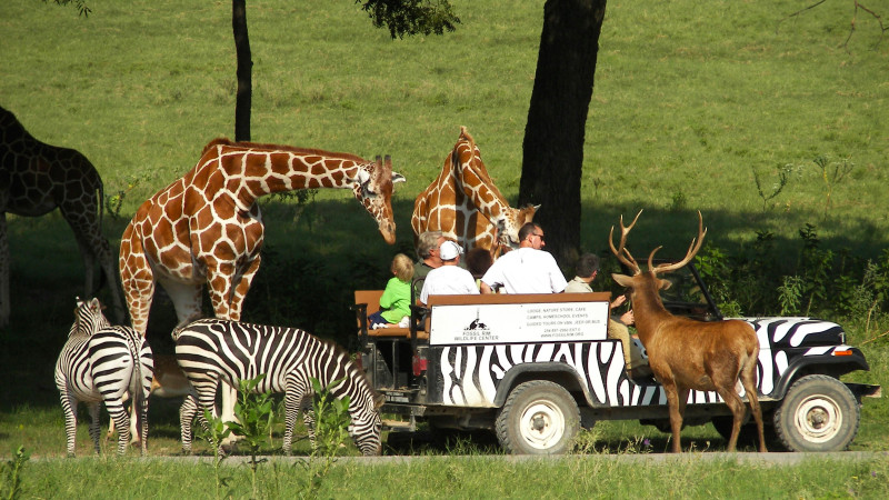 feed animals safari near me