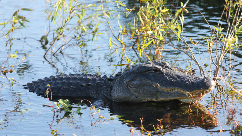 are alligators nocturnal