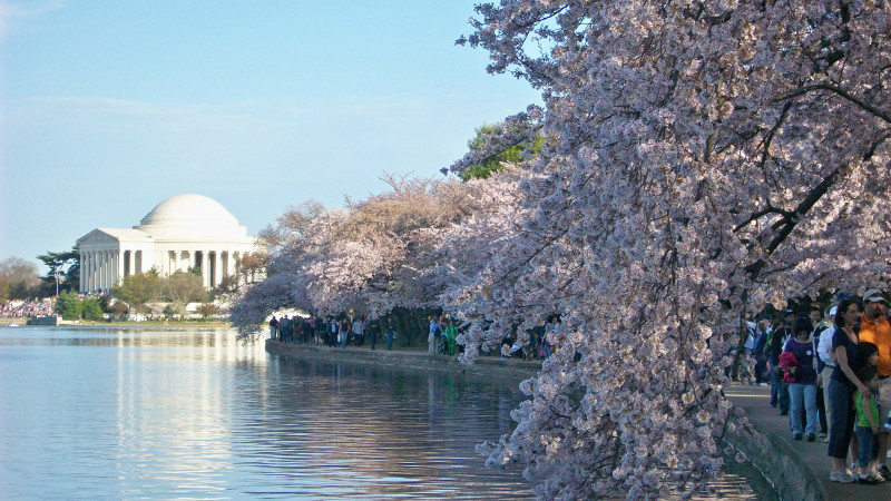 Washington DC Cherry Blossom T-shirt National Cherry Blossom 