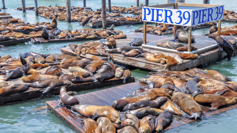 Sea Lions — Fisherman's Wharf San Francisco