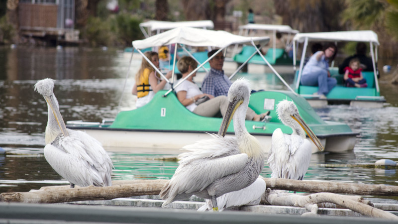 Guide To Visiting The Phoenix Zoo With Kids Mommy Nearest