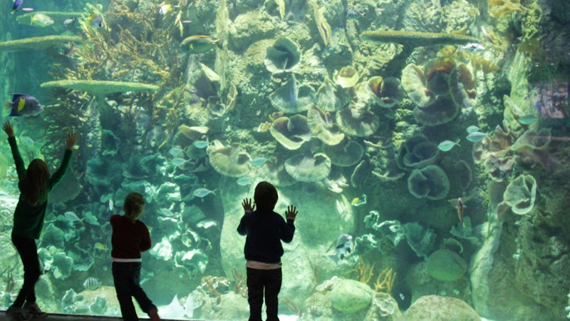 Guide To Visitng Moody Gardens In Galveston Texas With Kids