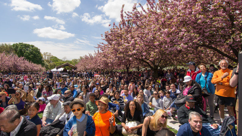 Crowd at National Cherry Blossom Festival (Sakura Matsuri