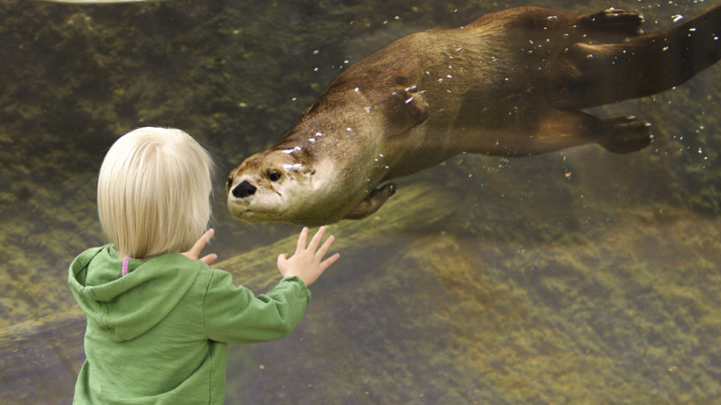 Free Days & Times at Houston's Museums and Attractions - Mommy Nearest