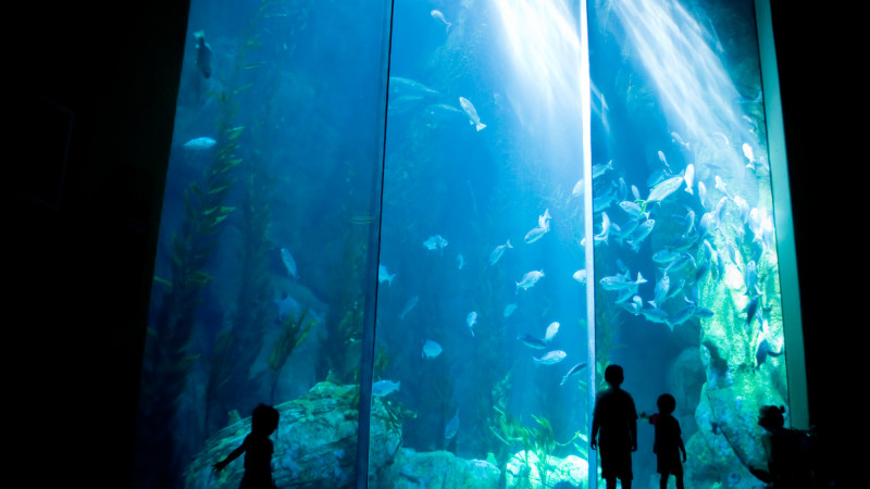 Must Do: Aquarium of the Pacific in Long Beach, CA - Phv8fhz2zbhafltkm8ul