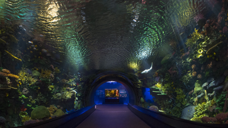 Where Is The Closest Aquarium Near Me - Rfua04replwnmkf73lDm