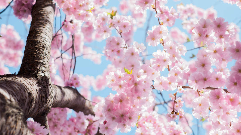 Everything You Need To Know About Philly S Cherry Blossom Fest