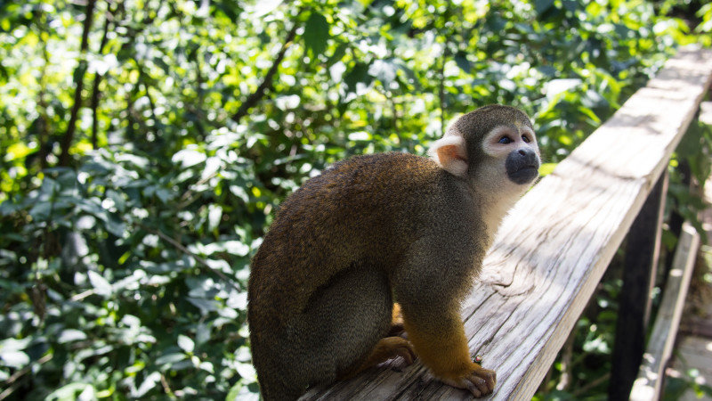 Monkey Jungle in Miami