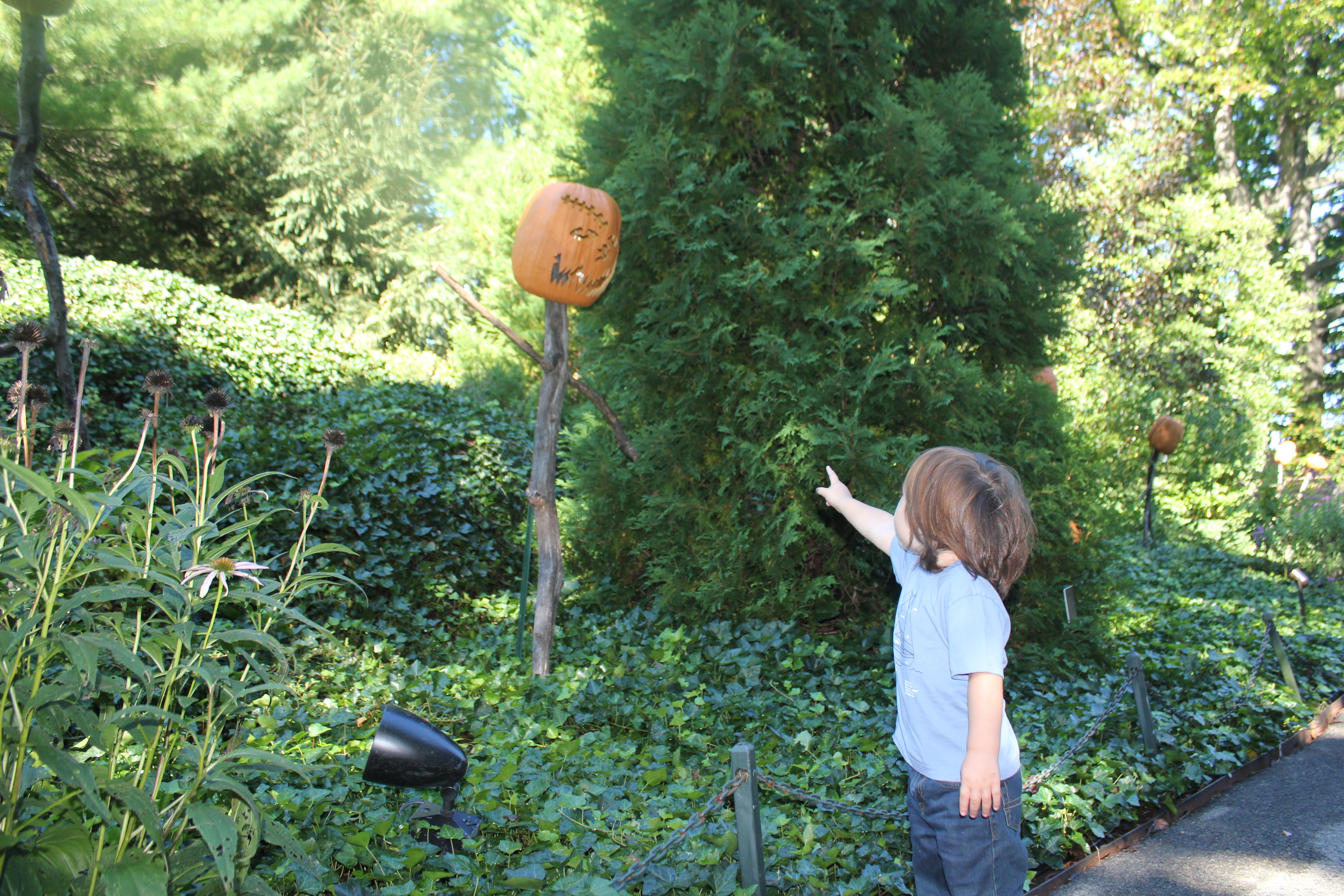 haunted pumpkin garden