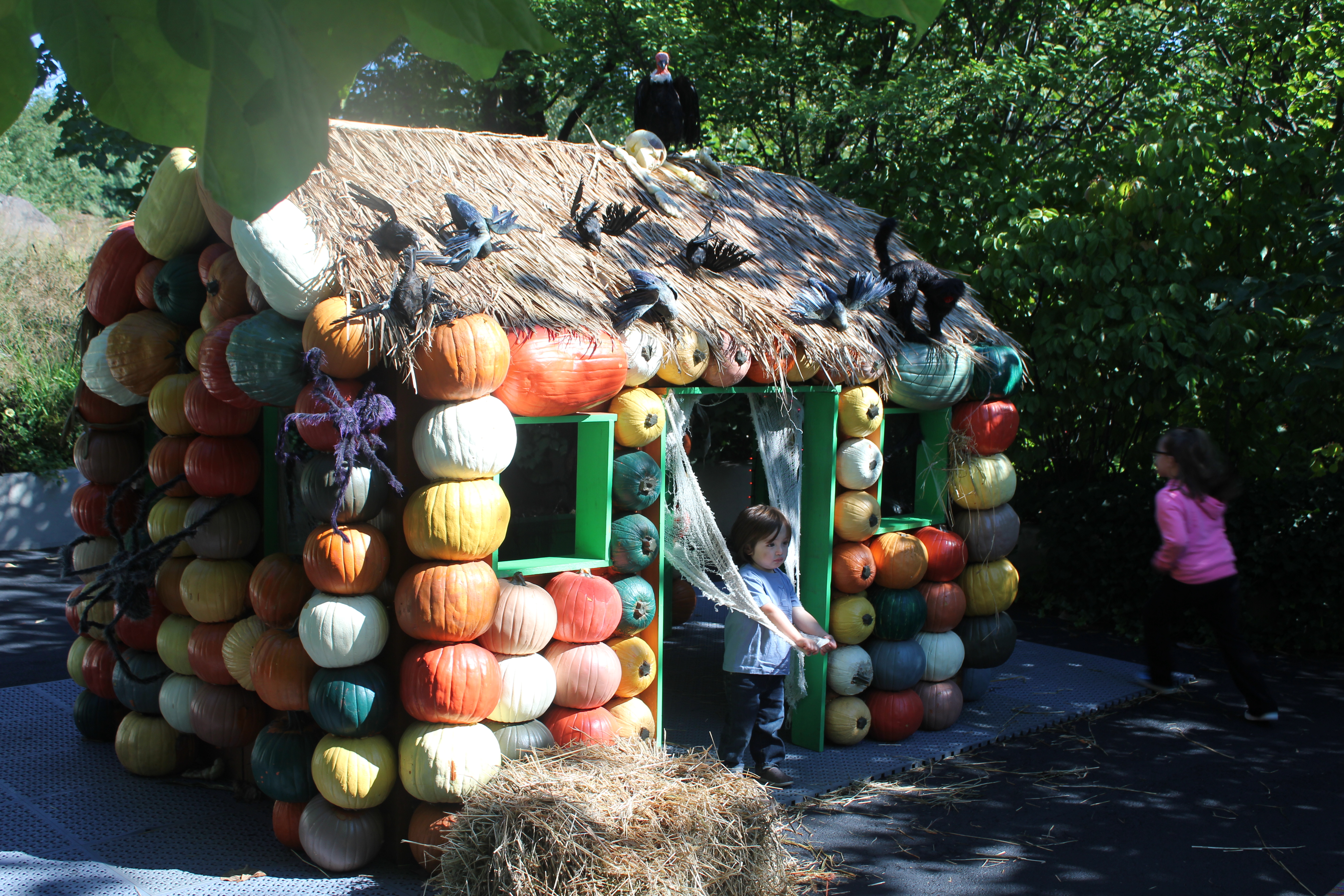 haunted pumpkin garden