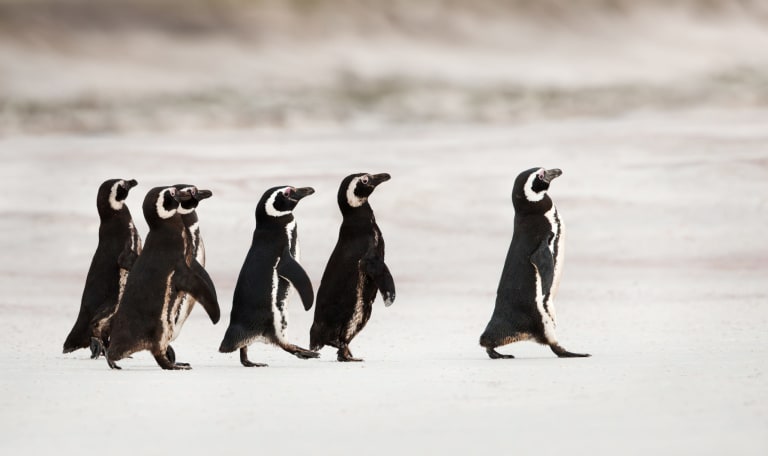 Penguin leader