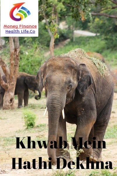 Khwab Mein Hathi Dekhnay Ki Tabeer - Money Finance Health Life.CO