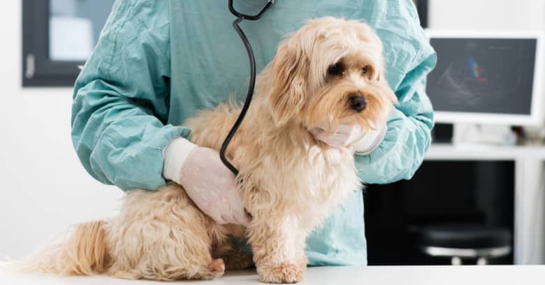 Dog at vet