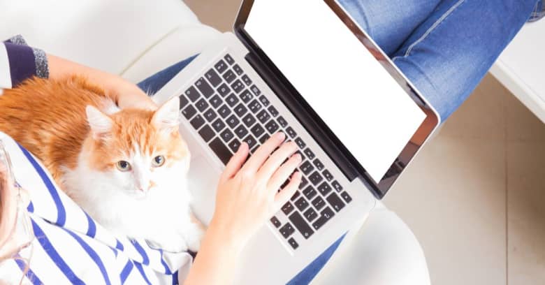 Cat with owner on laptop