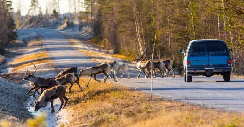 deer crossing the road