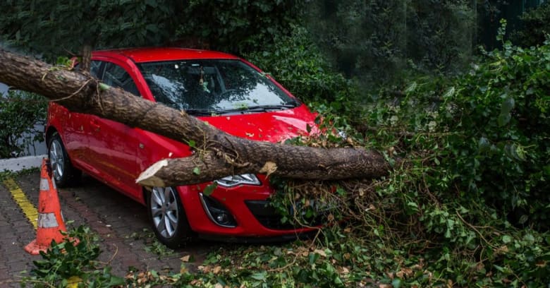 car hit by falling log