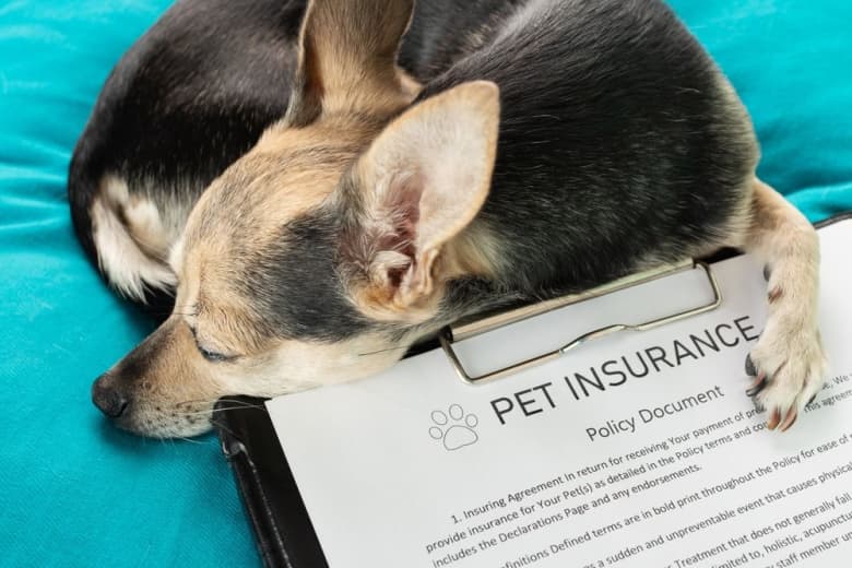 Dog with pet insurance document