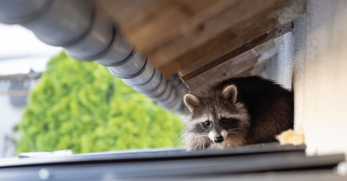 Does Homeowners Insurance Cover Animal Damage? Does Homeowners Insurance Cover Animal Damage?