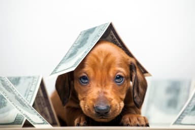 Most and Least Expensive States for Pet Owners (2026)
