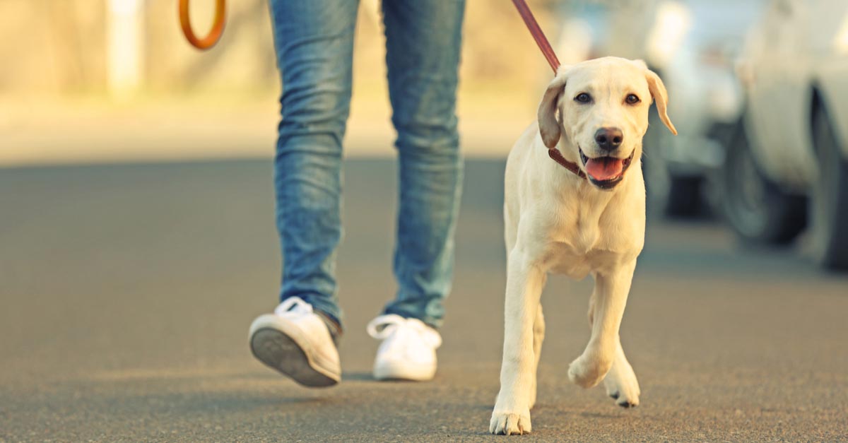 Man walking dog