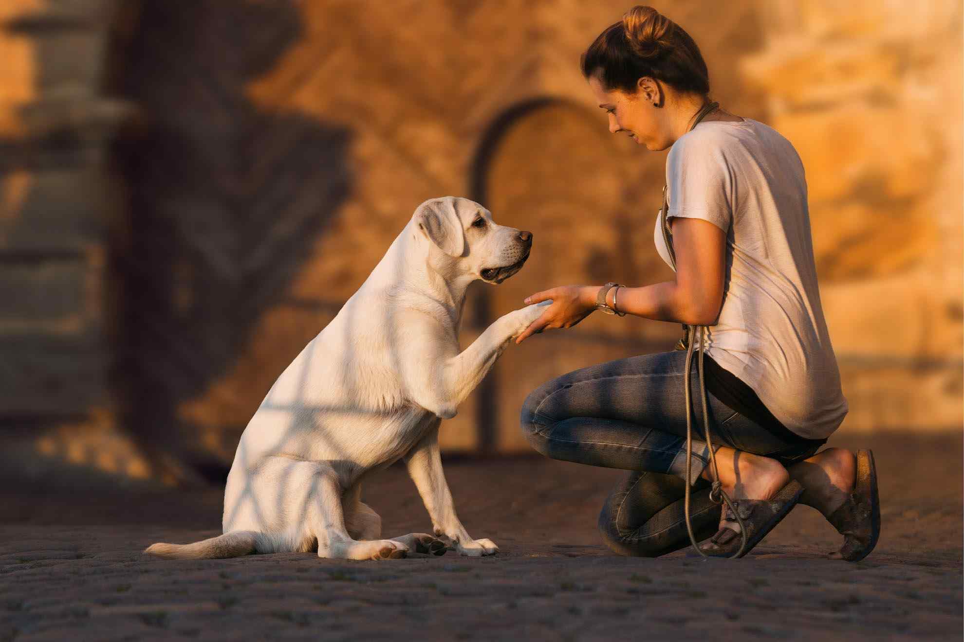 Woman teaching a dog shake