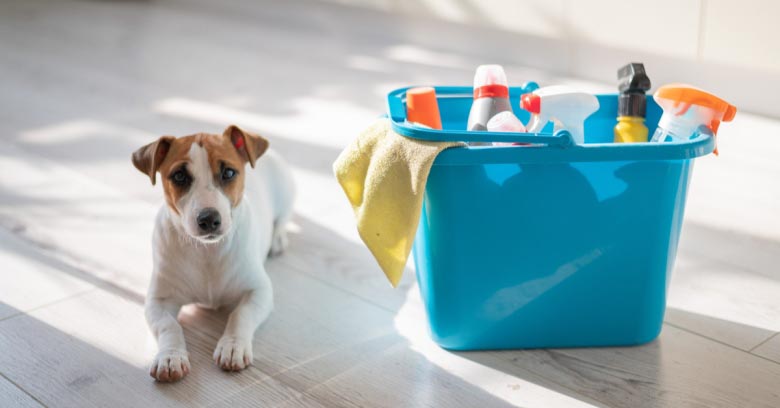 A puppy lies on the floor next to a bucket of cleaning supplies